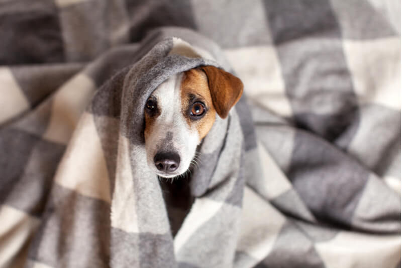 Layering is an energy tip that's good for dogs, too.